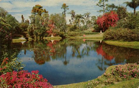 Florida Memory • Scenic View Showing Southern Belles Along The Water S