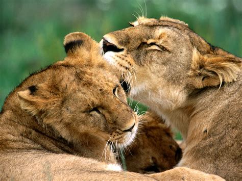 beautiful african animals safaris  african beautiful lion king