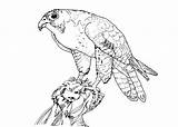 Coloring Prey Pages Bird Falcon Peregrine Birds Printable Drawing Designlooter Predator 7kb 500px Getcolorings Getdrawings Col sketch template