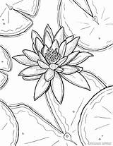 Monet Lilies Stargazer Getdrawings Adults Levin Ryanne Waterlily sketch template