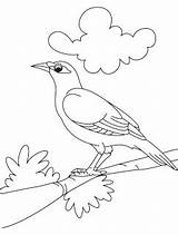 Myna Coloring Designlooter Bird Cute Pages sketch template