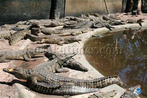 zambia zawa urged to crop crocodiles on lake kariba as another person