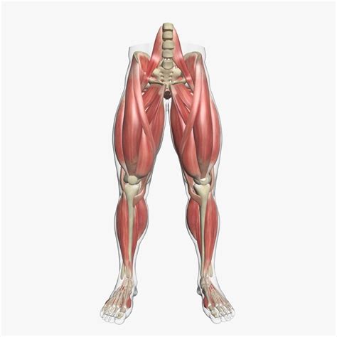 human leg muscle anatomy dsmax  model cgtrader
