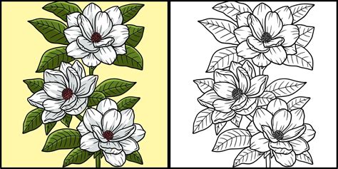 magnolia flower coloring page colored illustration  vector art