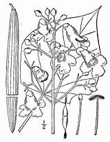 Pnd Lvd Namethatplant Usda Nrcs Database Plants 1913 Britton Brown Catalpa sketch template