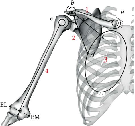 schematic diagram   shoulder mechanism  scientific diagram