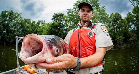 a non profit might solve the asian carp epidemic—by