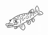Pike Fish Coloring Pages Illustration Royalty Predatory Stock Isolated Drawing sketch template