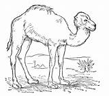 Camel Coloring Pages Wild Animals sketch template
