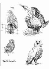 Coloring Owl Snowy Kleurplaat Edupics Grote Afbeelding Large sketch template