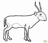 Saiga Antelope Coloring Pages Drawing sketch template