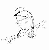 Chickadee Coloring Drawing Capped Line Bird Pages Printable Drawings 3kb 608px Getdrawings Paintingvalley Choose Board Sketchite sketch template
