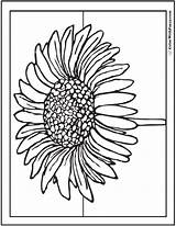 Daisy Coloring Pages Print Printable Blossom Single Pdfs Customizable Trending Days Last Getdrawings Colorwithfuzzy sketch template