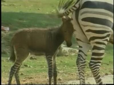 zezel kruising zebra en ezel geboren het belang van limburg