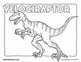 Velociraptor Coloring Dinosaur Pages Color Printables Jurassic Park Sheets Tsgos Blue Print Tim Kids Drawing Timvandevall Visit Choose Board sketch template