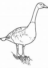 Goose Coloring Pages Print Handout Below Please Click Drawing Coloringpages Books sketch template