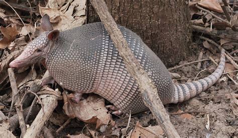 hungry armadillos forest fragments
