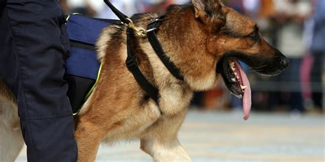 police dogs   full pensions  medical bills  retirement