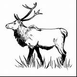 Elk Drawing Pencil Moose Bull Clipart Drawings Sketch Clipartmag Template Coloring sketch template