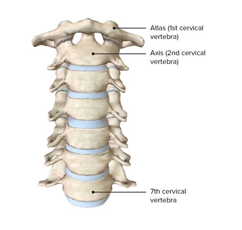 vertebral column anatomy concise medical knowledge