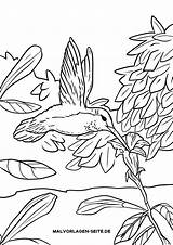 Ausmalbild Malvorlage Kolibri Fliegender Malvorlagen sketch template