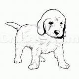 Golden Coloring Retriever Pages Puppy Goldendoodle Drawing Dog Puppies Drawings Line Labrador Lab Cute Color Draw Easy Doodle Printable Pitbull sketch template