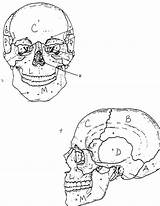 Coloring Bones Skull Pages Getcolorings Getdrawings sketch template