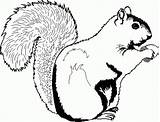Squirrel Coloring Pages Printable Clipart Print Kids Squirrels Clip Drawing Eekhoorn Cartoon Color Cute Acorn Chipmunk Cliparts Sleeping Target Sheets sketch template