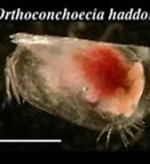Afbeeldingsresultaten voor "orthoconchoecia Haddoni". Grootte: 169 x 90. Bron: hu-plankton.jp