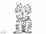 Yorkie Yorkshire Terrier Puppy Paw sketch template