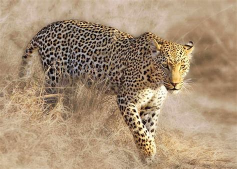 leopard history   interesting facts