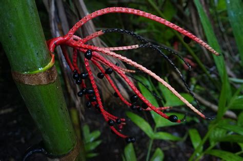 free images grass branch leaf flower green jungle tropical