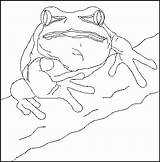 Frog Tree Coloring Color Bmp Pc Funstuff sketch template