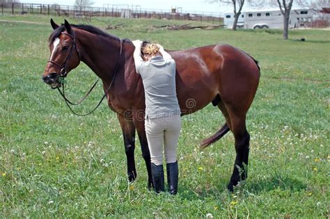 mounting horse stock photo image  farm outdoors