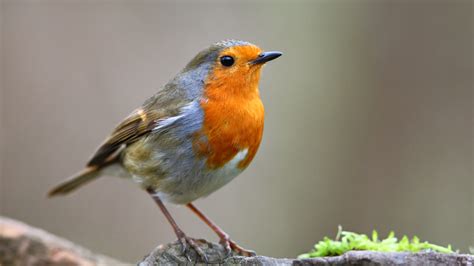 faits  connaitre sur le rouge gorge ce petit oiseau fascinant