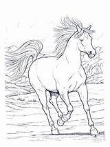 Horse Coloring Breyer Pages Library Clipart Printable sketch template