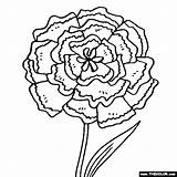 Coloring Carnation Flower Flowers Pages Color Simple Drawing Printable Kids Thecolor Doodles Getdrawings Choose Board sketch template