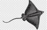 Manta Clipart Stingray Rays Library sketch template