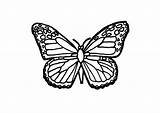 Butterfly Coloring Pages Clipart sketch template