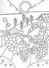Vineyard Grapes sketch template