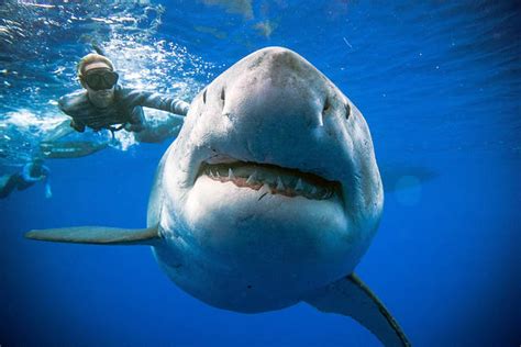 giant great white shark thrills divers off oahu honolulu star advertiser