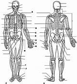 Anatomy Coloring Anatomie Physiology Human Muscular Biologie Bones Ausmalbild Anatomi Letzte Boyama Insan Fizyoloji Vücudu Eğitim Kitapları Skeleton Erste Q1 sketch template