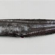 Afbeeldingsresultaten voor "Callionymus Fasciatus". Grootte: 184 x 105. Bron: adriaticnature.com