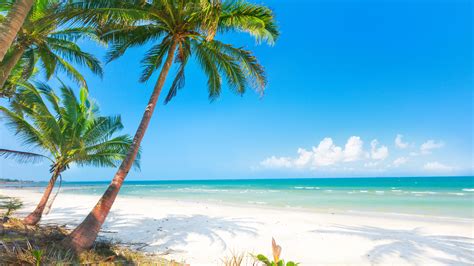sommer strand palmen meer  uhd  hintergrundbilder hd bild