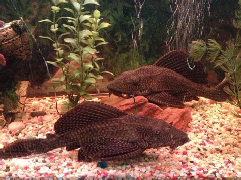 how can i tell what sex my common pleco is i have read