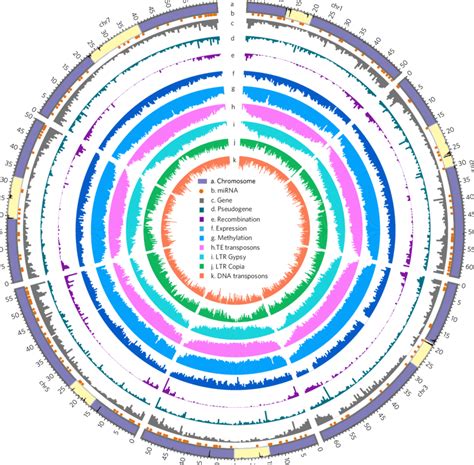 distribution of genomic features in the ae tauschii