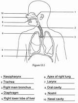 Respiratory Labeling Lungs Breathing Digestive Physiology Answers Unlabelled Alveoli Urinary Nervous Circulatory Organs Visit Terminology sketch template