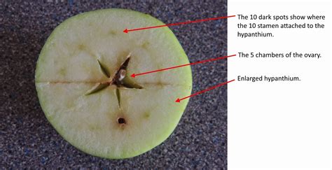 garden tool set anatomy   apple  short study