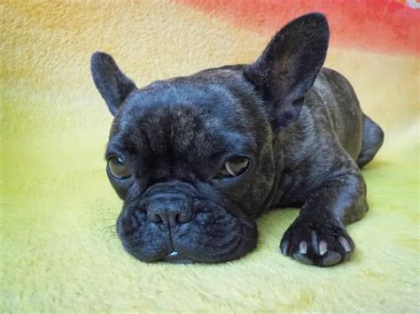 black french bulldog  important facts pictures thepetfaq
