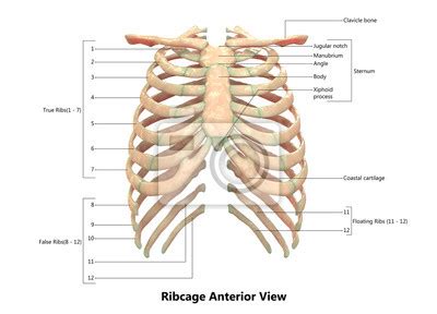 menschliches skelettsystem brustkorb anatomie mit detaillierten